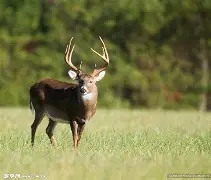 欧宝体育-s?m狍.wPbB訖P諦&amp;W\曗?Z?7[Ep霩▼